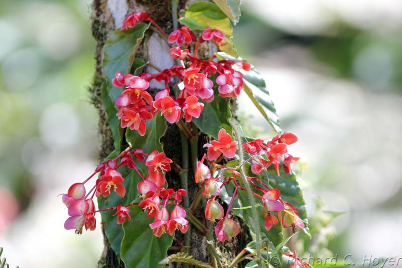 …while red Begonias brighten up the understory.